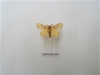 藏品(波斑毒蛾)的圖片